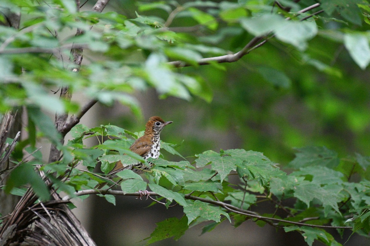 Wood Thrush - ML638965956