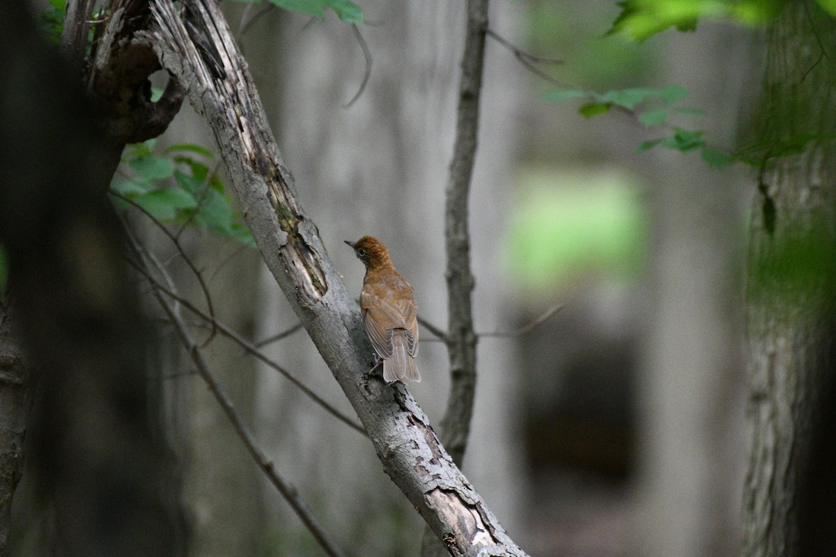 Wood Thrush - ML638965957