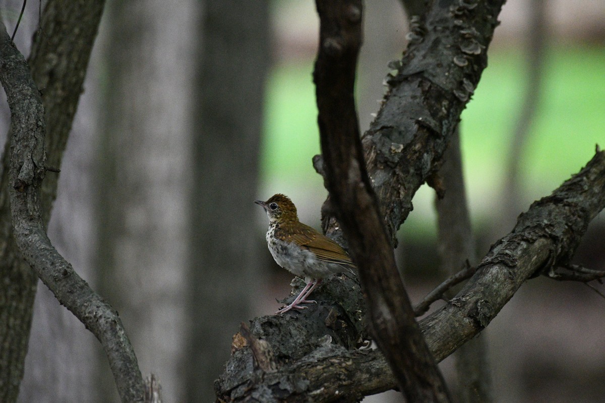 Wood Thrush - ML638965958