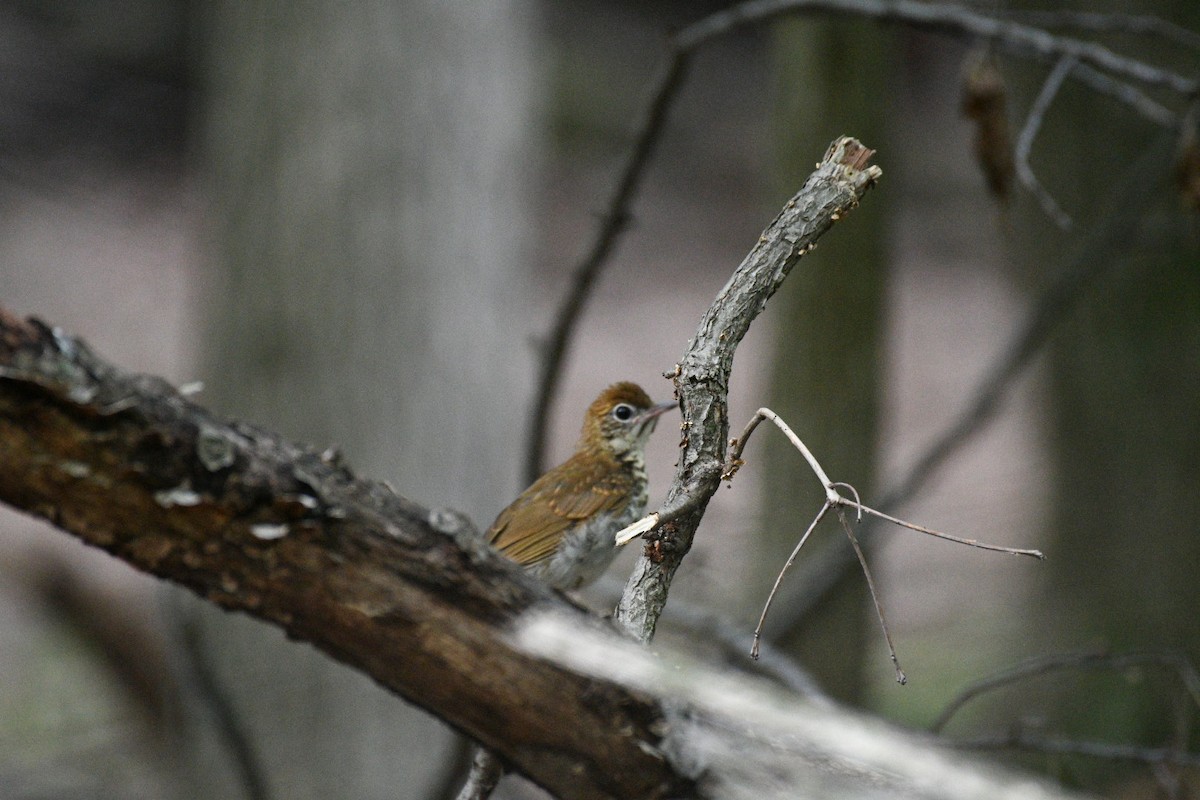 Wood Thrush - ML638965959