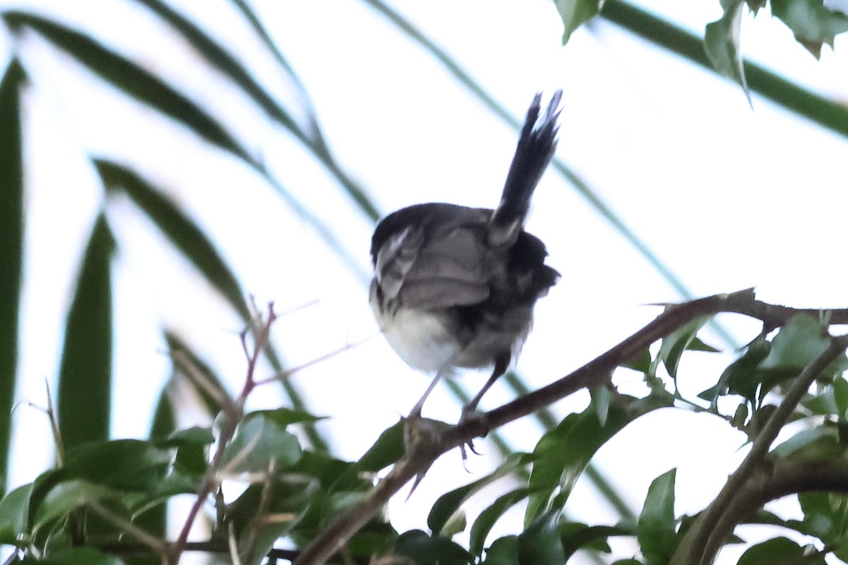White-shouldered Fairywren - ML638965970