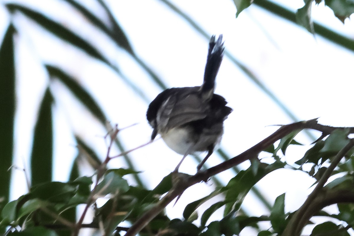 White-shouldered Fairywren - ML638965971