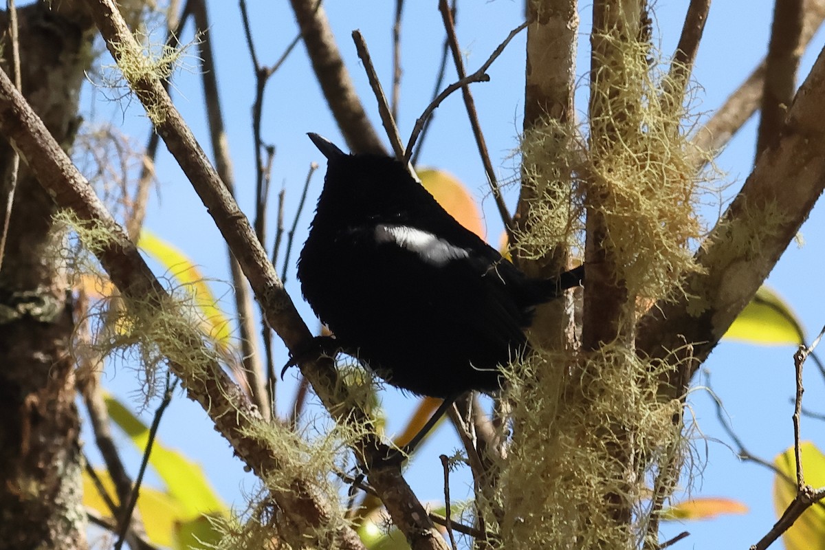 White-shouldered Fairywren - ML638965973