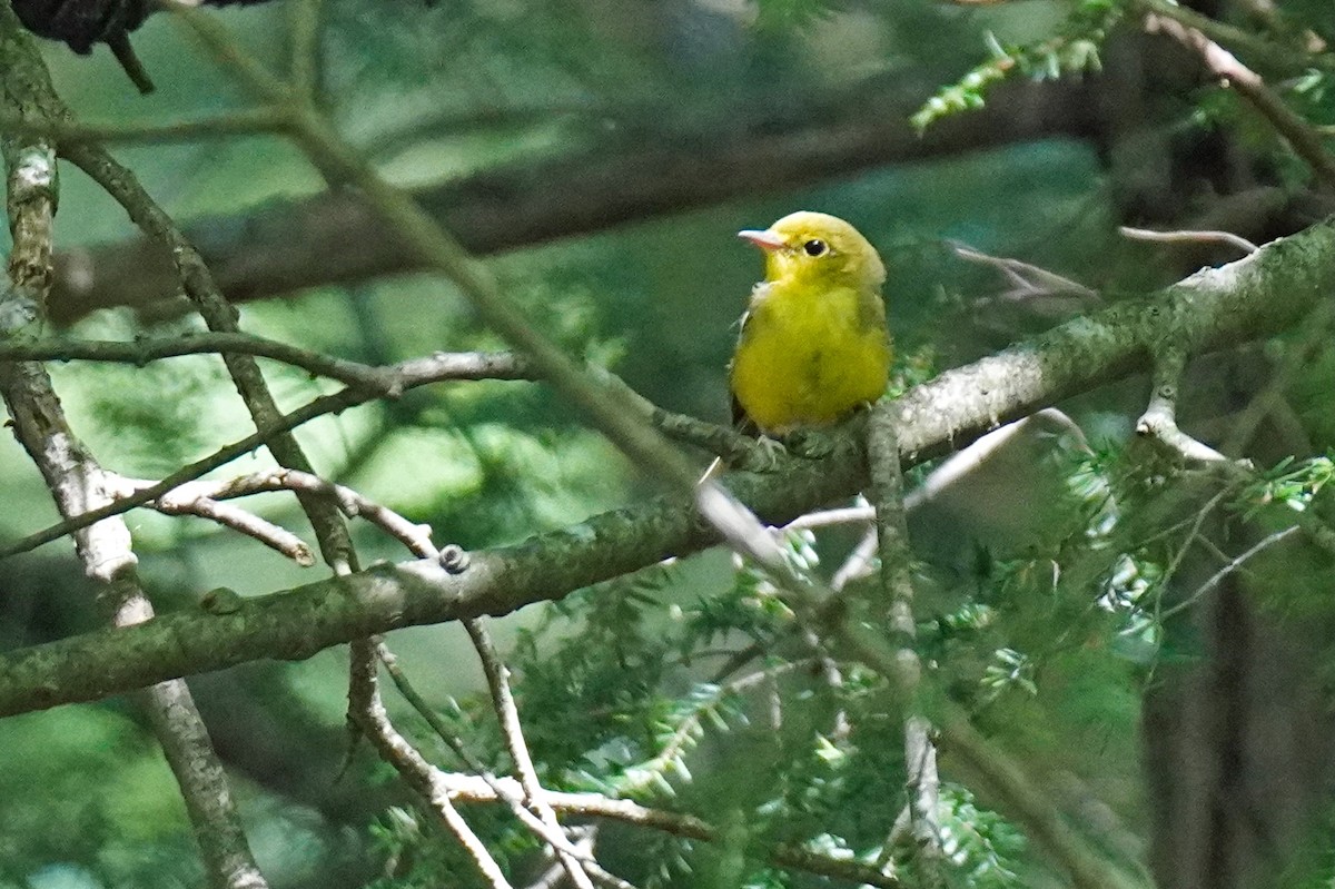 Hooded Warbler - ML638965994