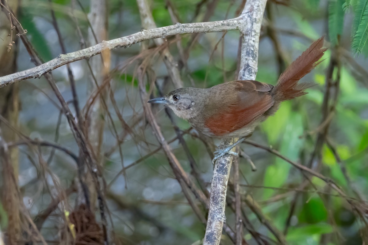 Plain-crowned Spinetail - ML638966035