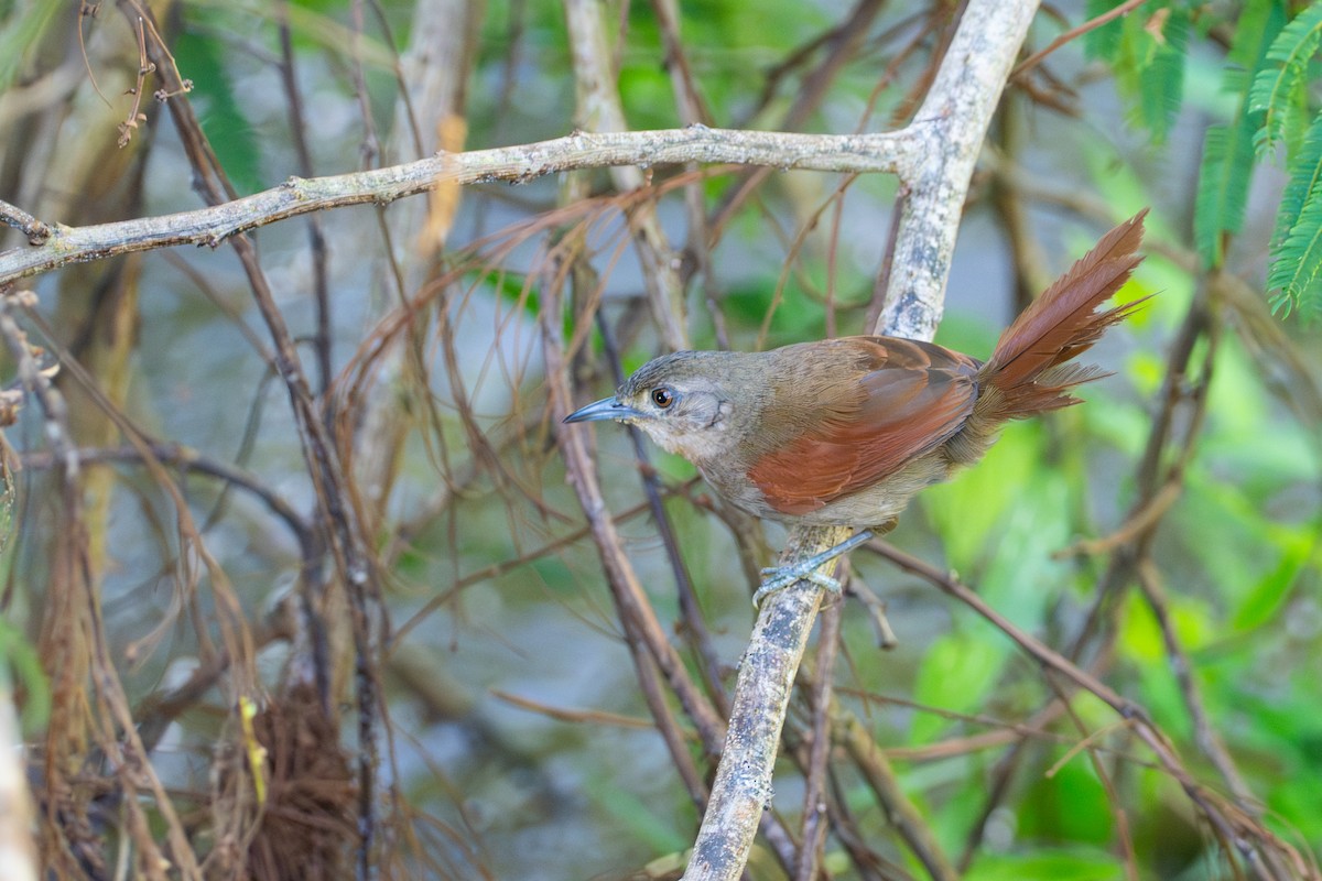 Plain-crowned Spinetail - ML638966036