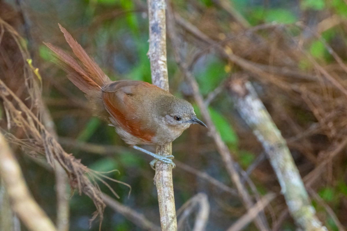 Plain-crowned Spinetail - ML638966037