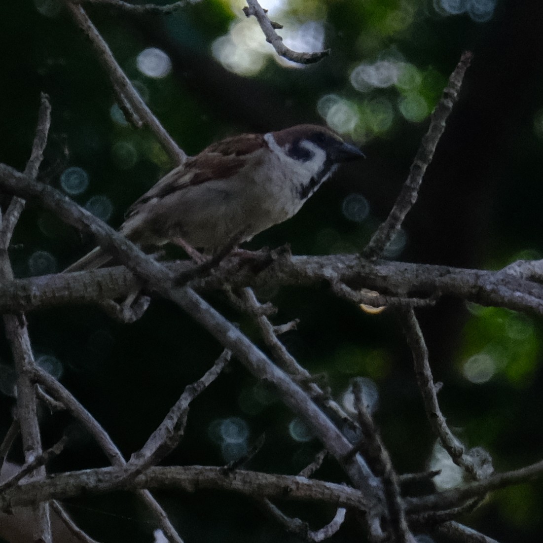 Passera mattugia - ML638966039