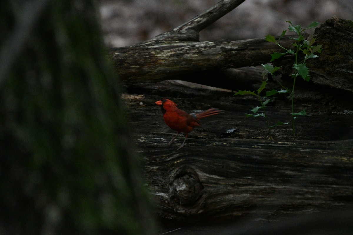 Northern Cardinal - ML638966047