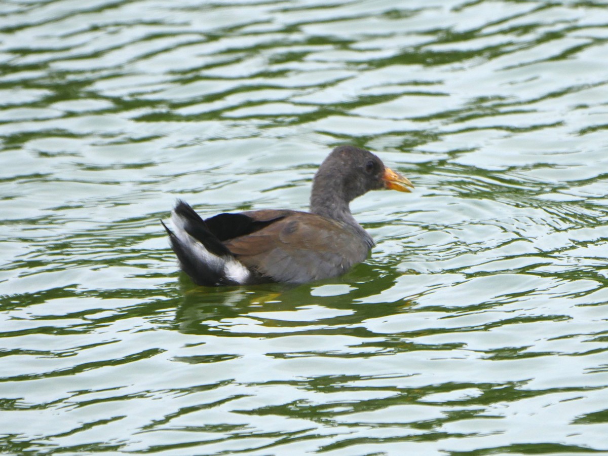 Common Gallinule (Hawaiian) - ML638966059