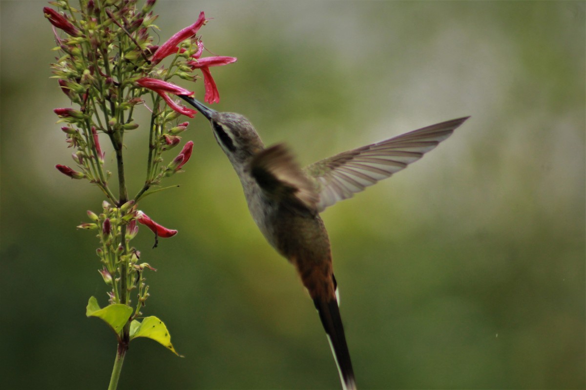 Sooty-capped Hermit - ML638966073
