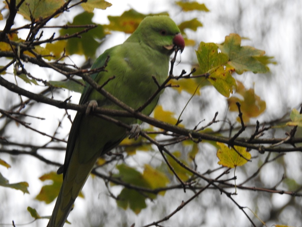 Rose-ringed Parakeet - ML638966093