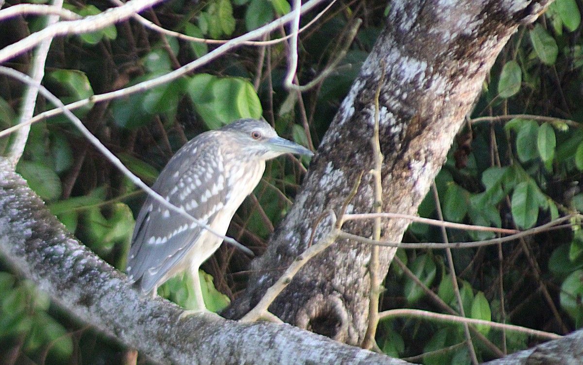 Black-crowned Night Heron (Eurasian) - Jon. Anderson