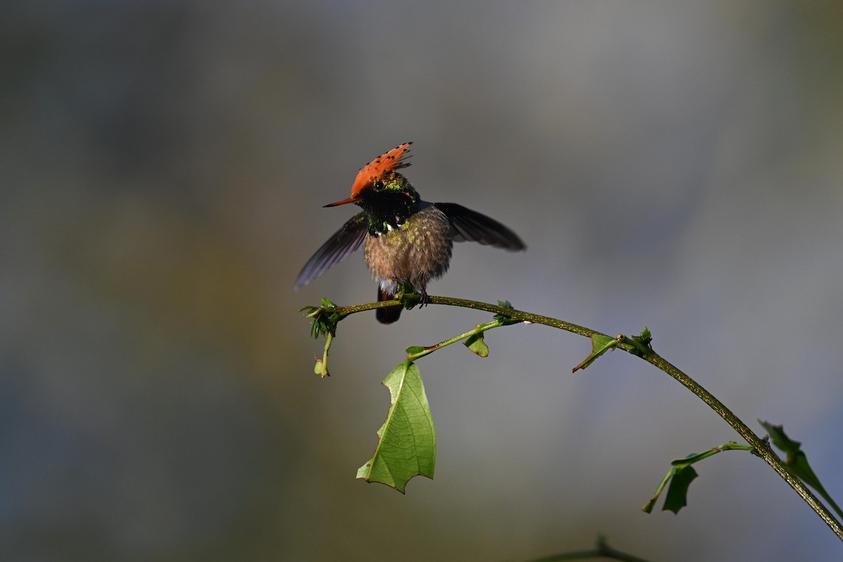 Spangled Coquette - D T