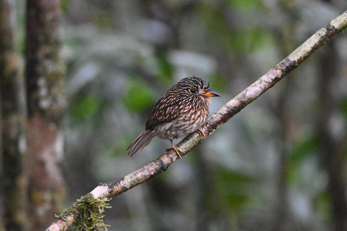 White-chested Puffbird - ML638966116