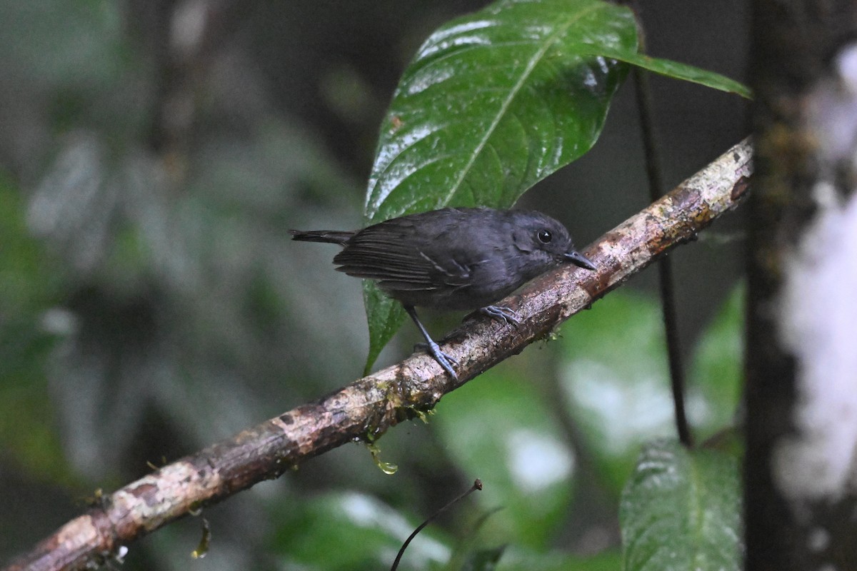 Plain Antvireo - ML638966121