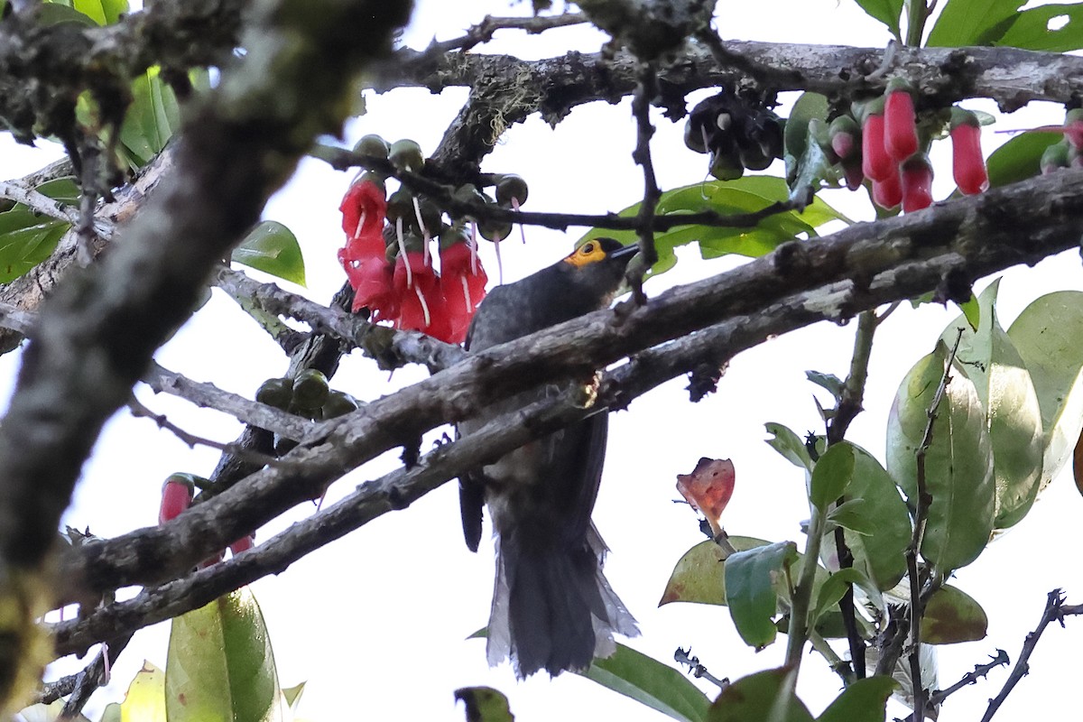 Smoky Honeyeater - ML638966130