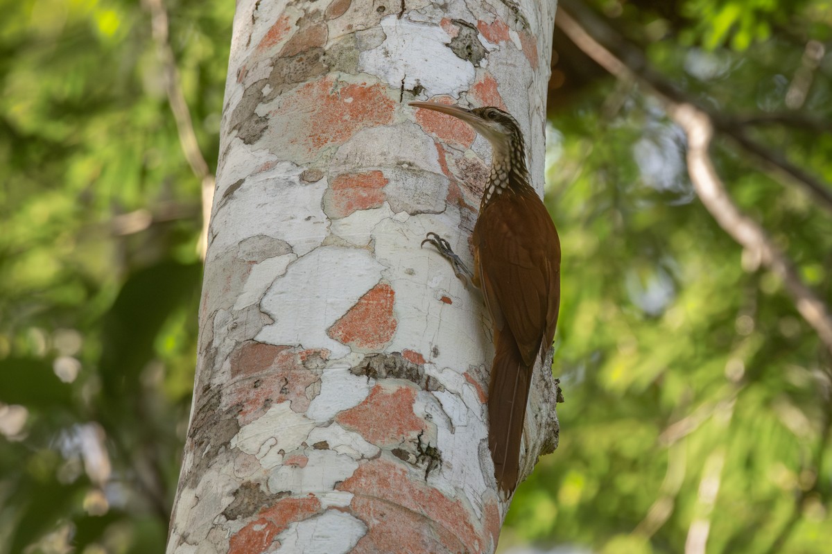 Long-billed Woodcreeper - ML638966141