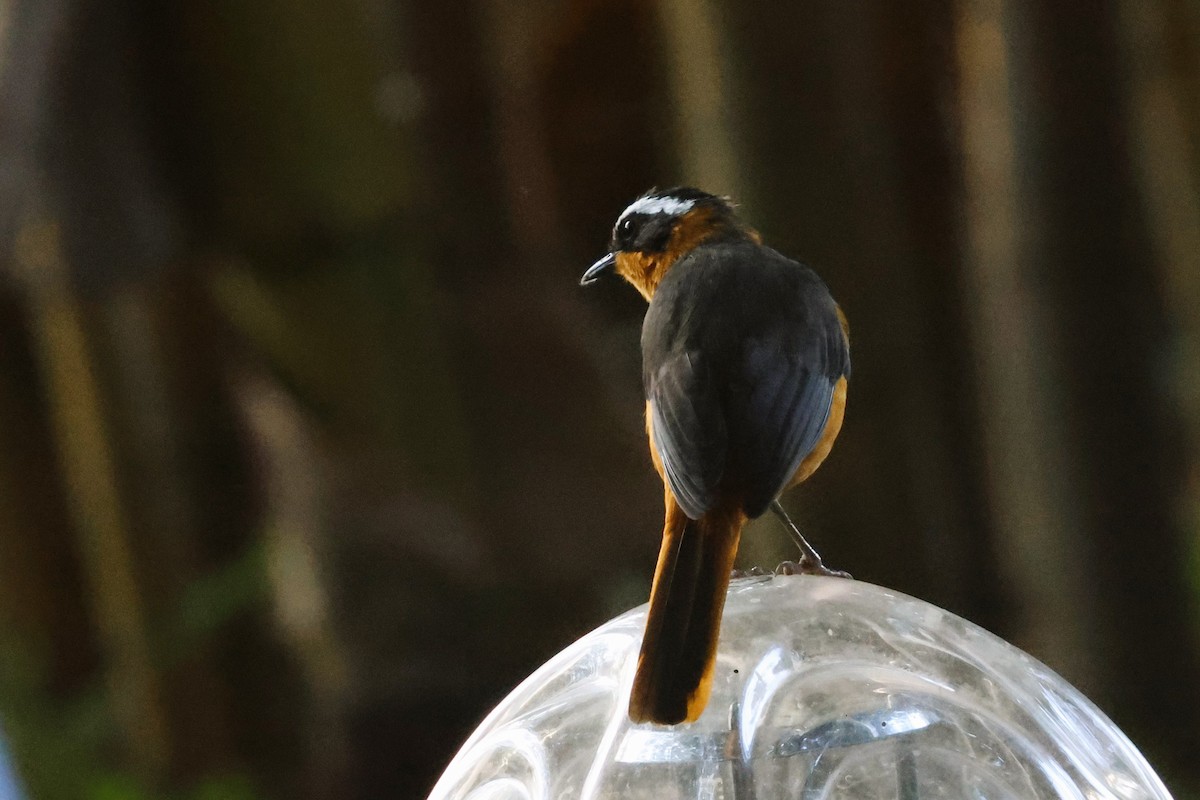 White-browed Robin-Chat - ML638966144