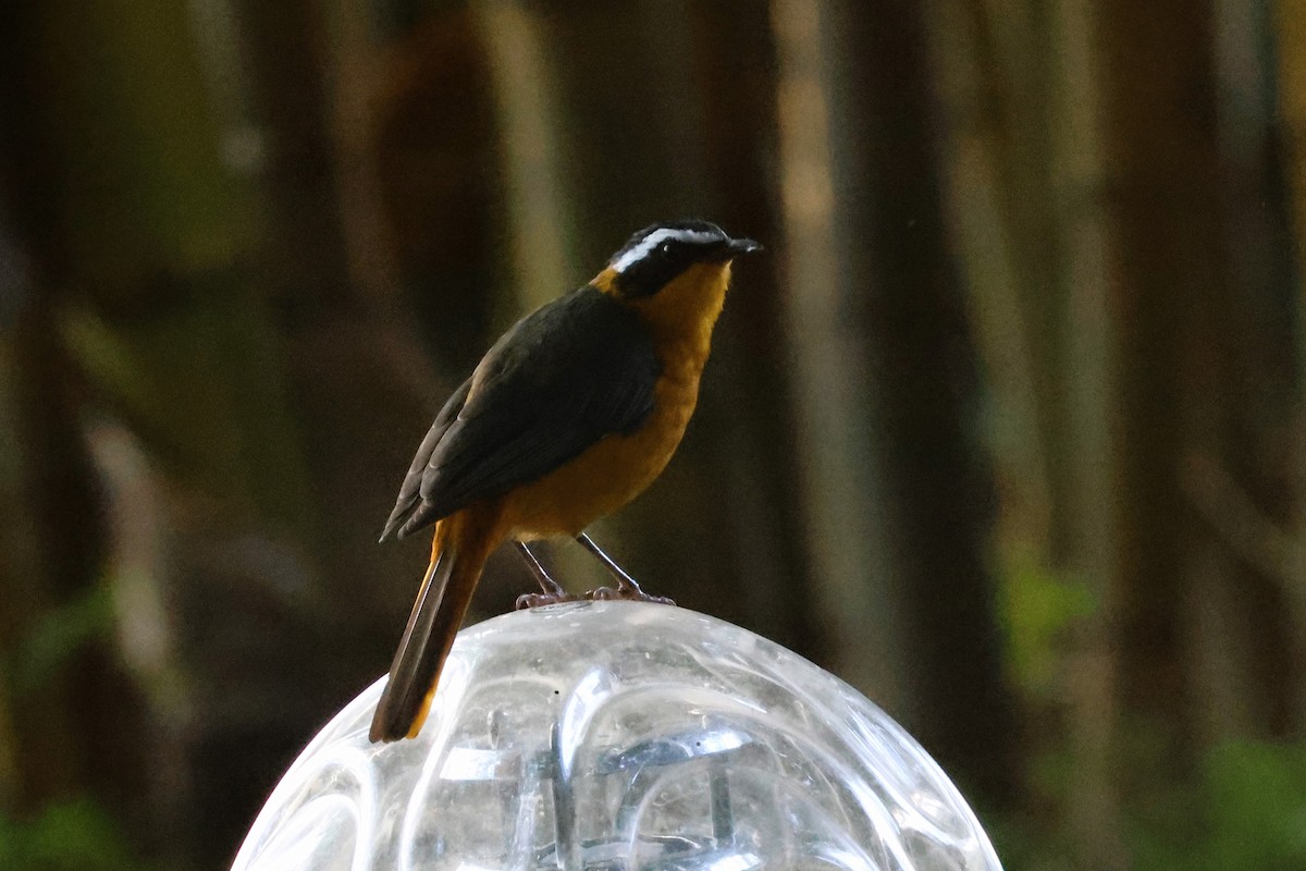 White-browed Robin-Chat - ML638966146