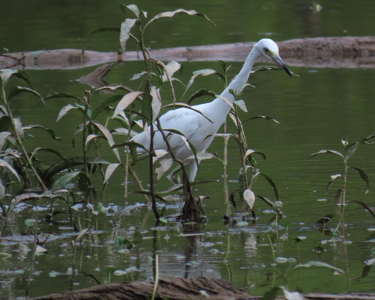 Little Blue Heron - ML638966153