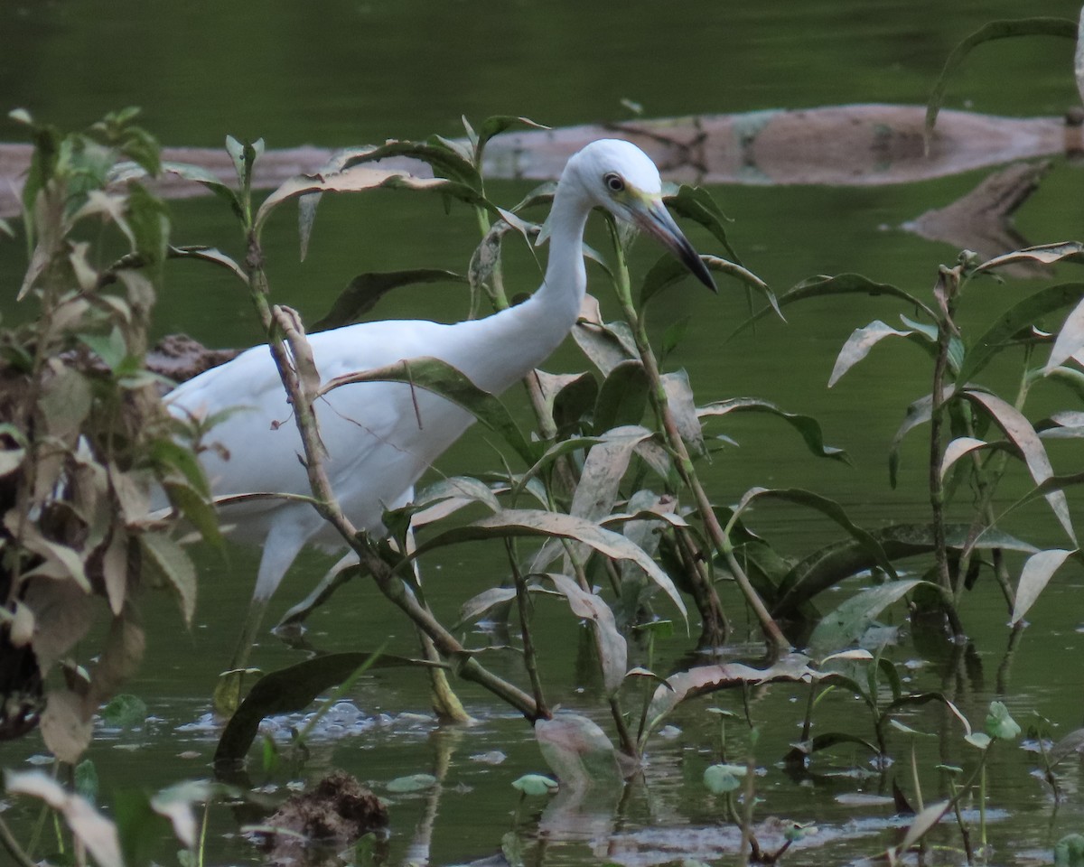 Little Blue Heron - ML638966154