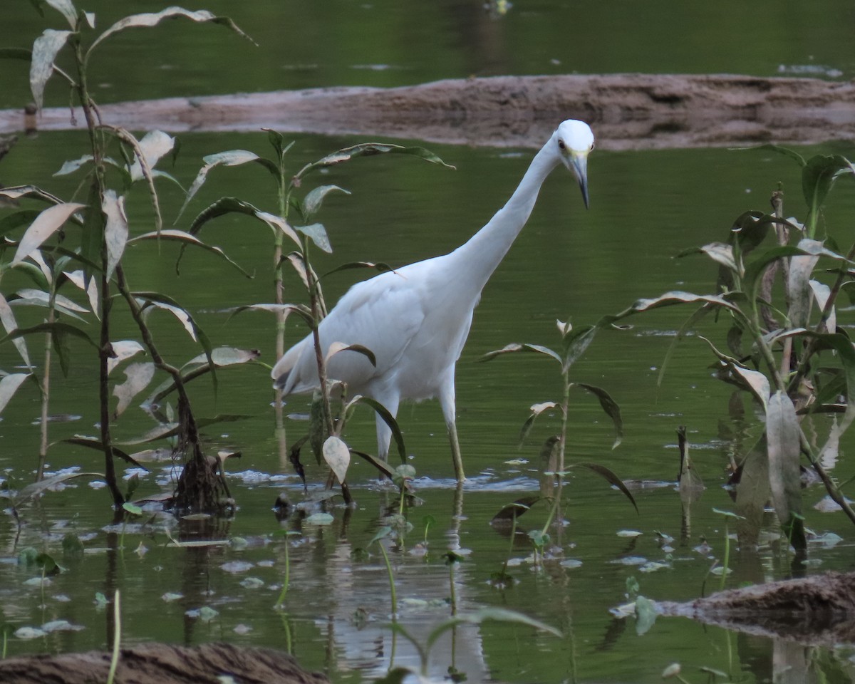Little Blue Heron - ML638966155