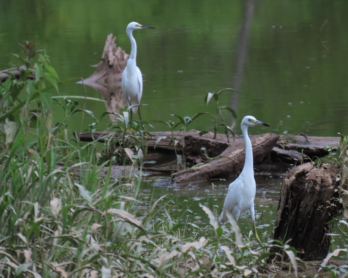 Little Blue Heron - ML638966156