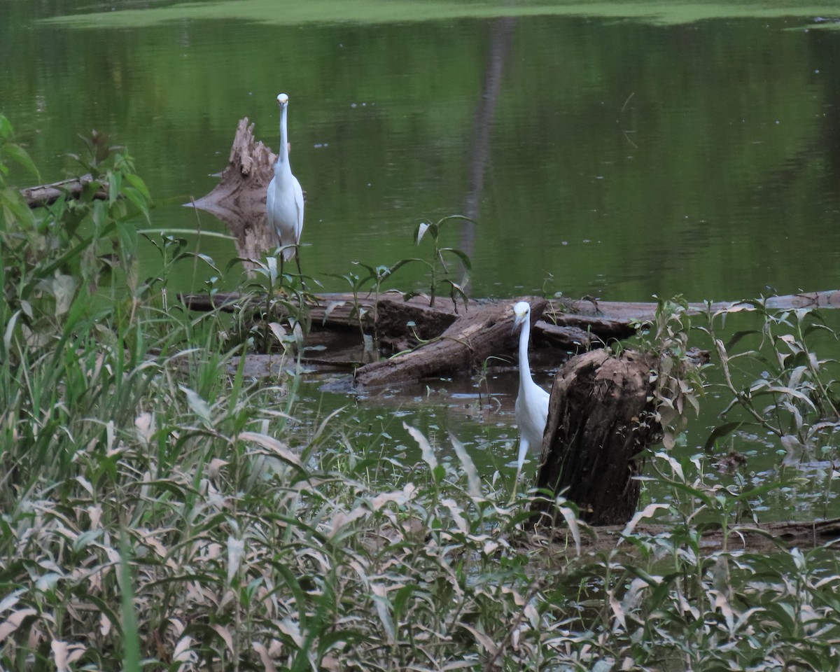 Little Blue Heron - ML638966158