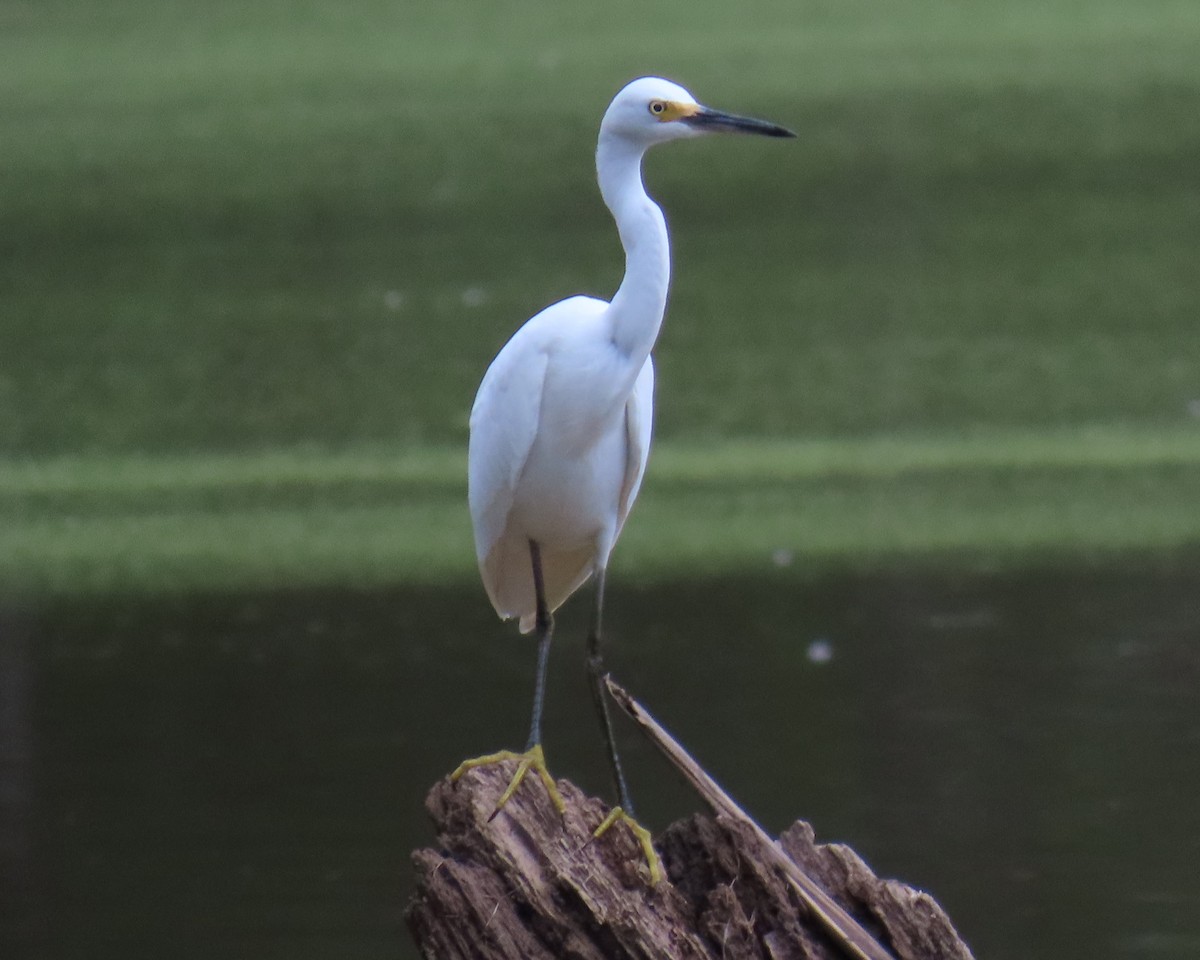 Snowy Egret - ML638966165