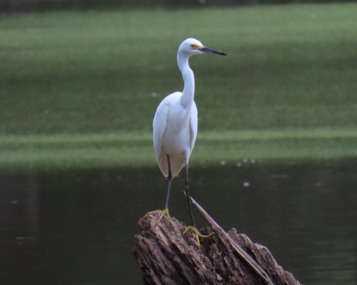 Snowy Egret - ML638966166