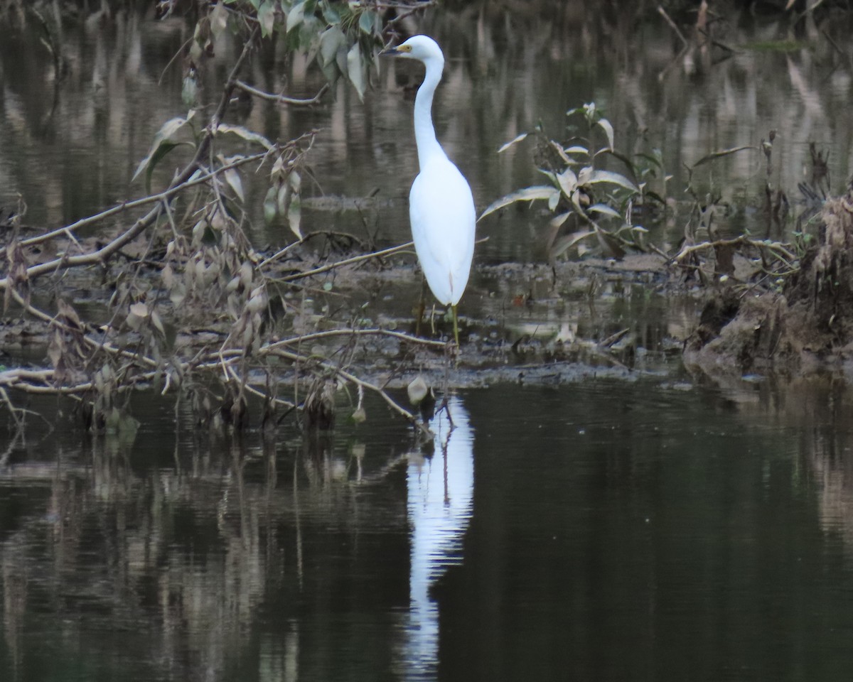 Snowy Egret - ML638966167
