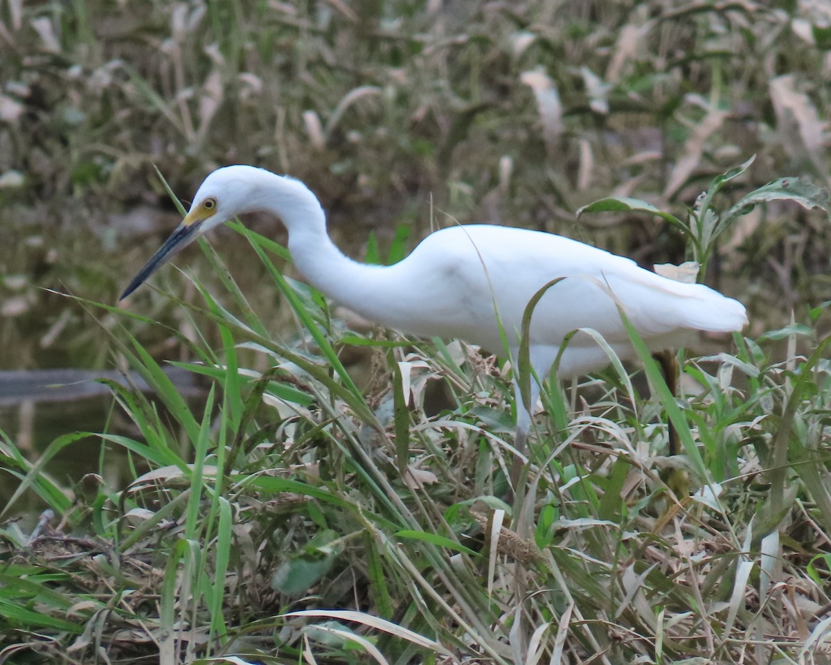 Snowy Egret - ML638966169