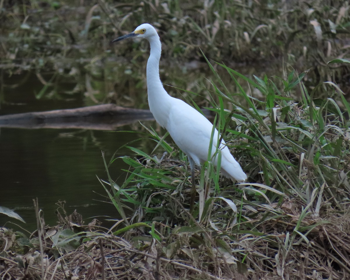 Snowy Egret - ML638966171