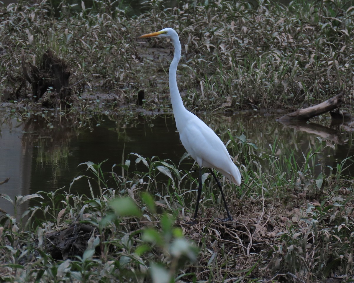 Great Egret - ML638966182