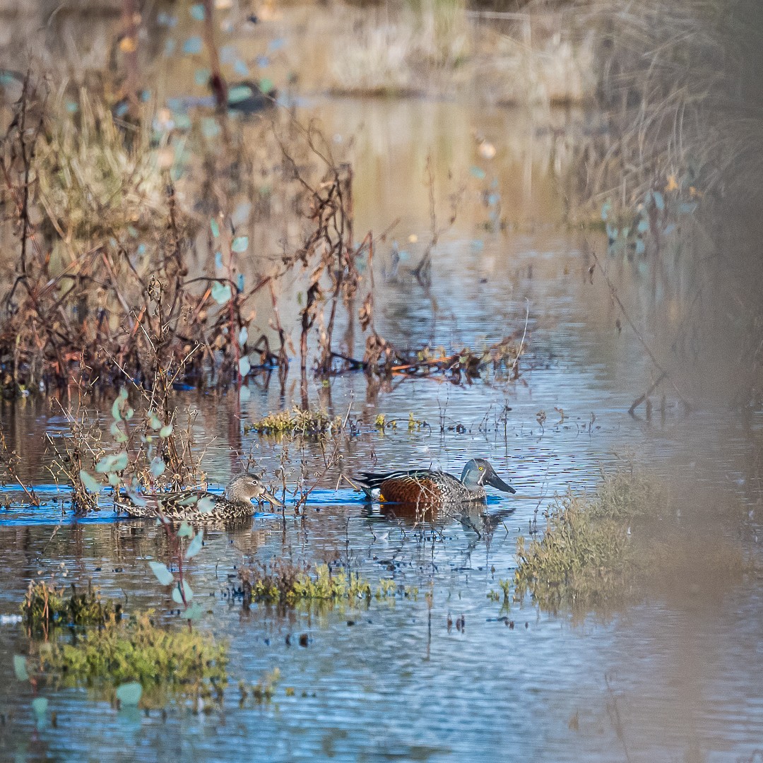 Australasian Shoveler - ML638966220