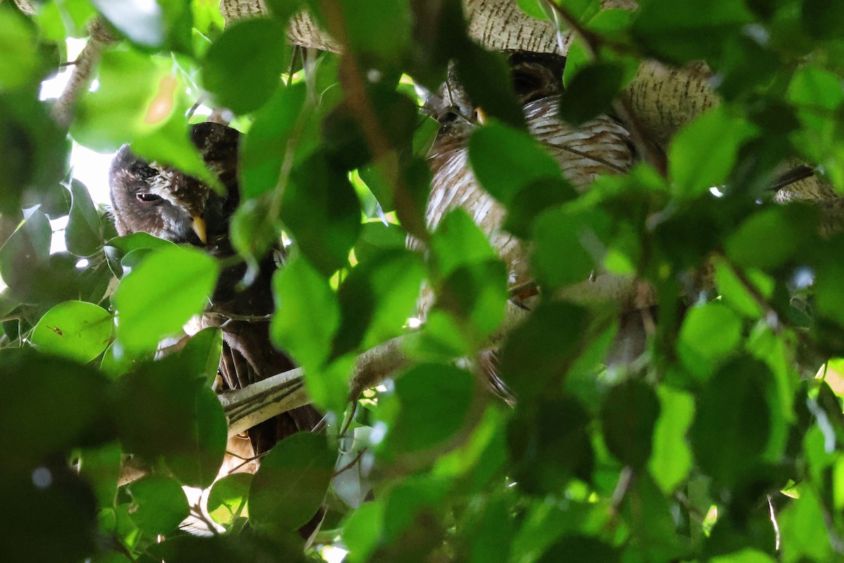 African Wood-Owl - ML638966247