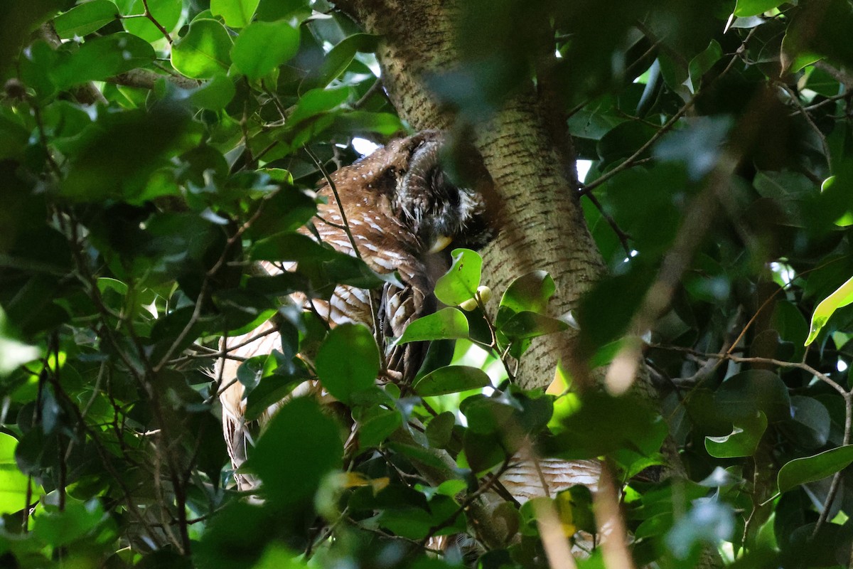 African Wood-Owl - ML638966249