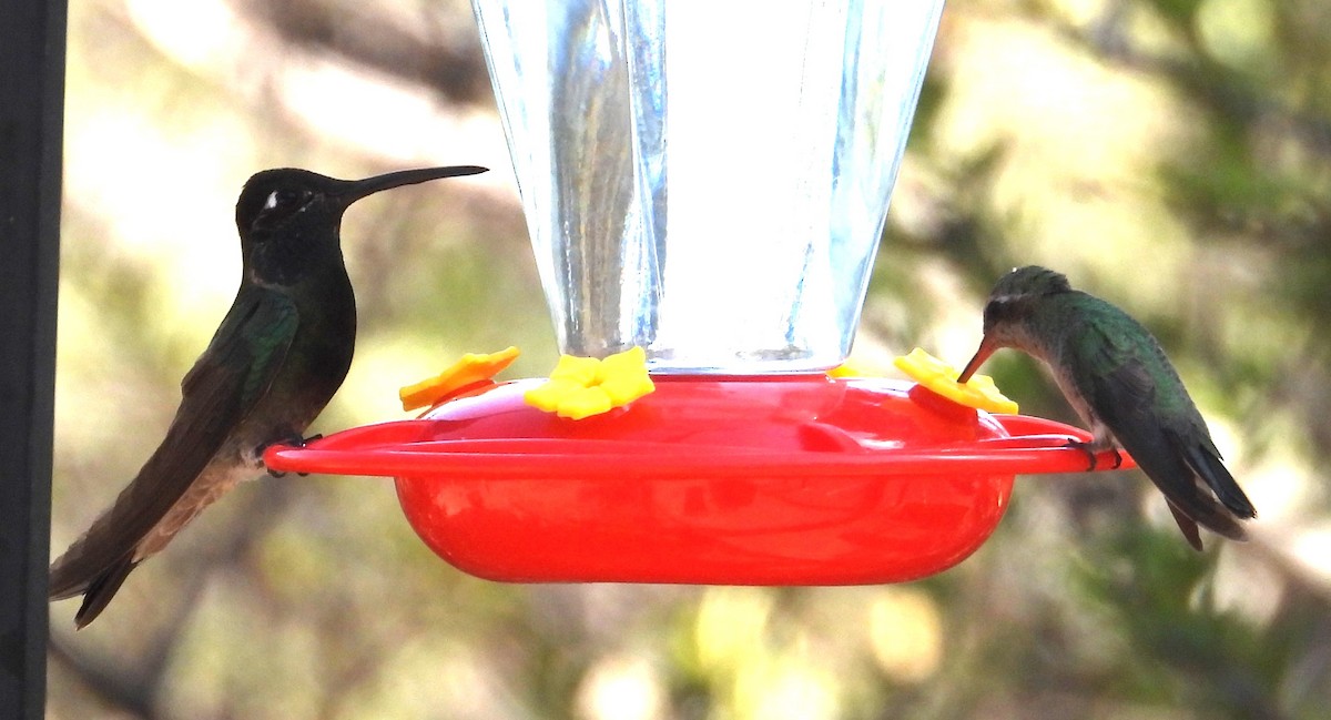 Rivoli's Hummingbird - ML638966260
