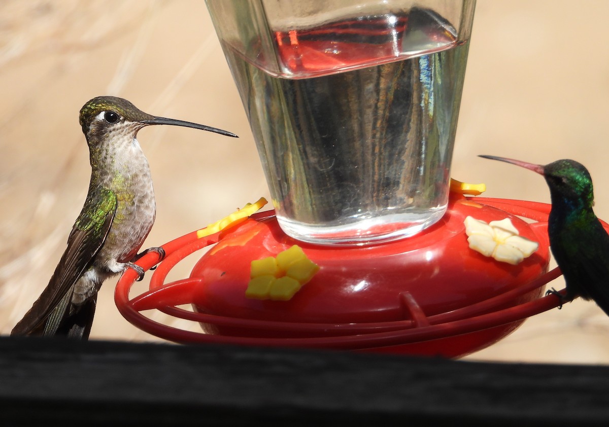 Rivoli's Hummingbird - ML638966261