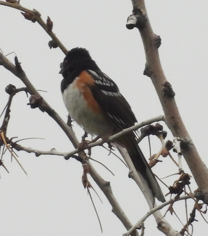 Spotted Towhee - ML638966269