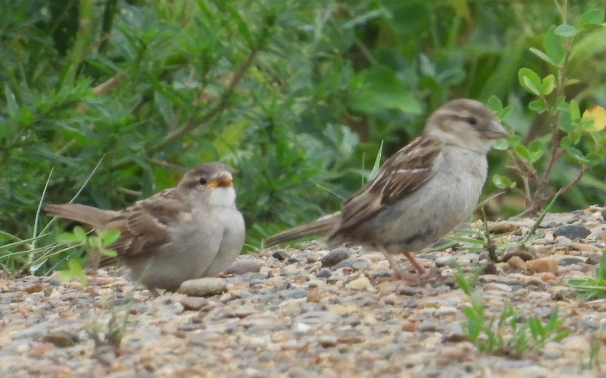 House Sparrow - ML638966277