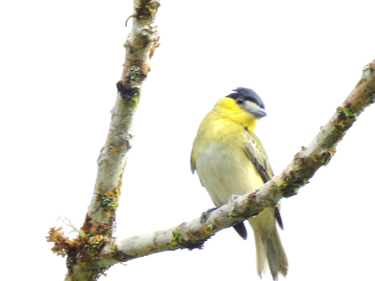 Green-backed Becard - ML638966278
