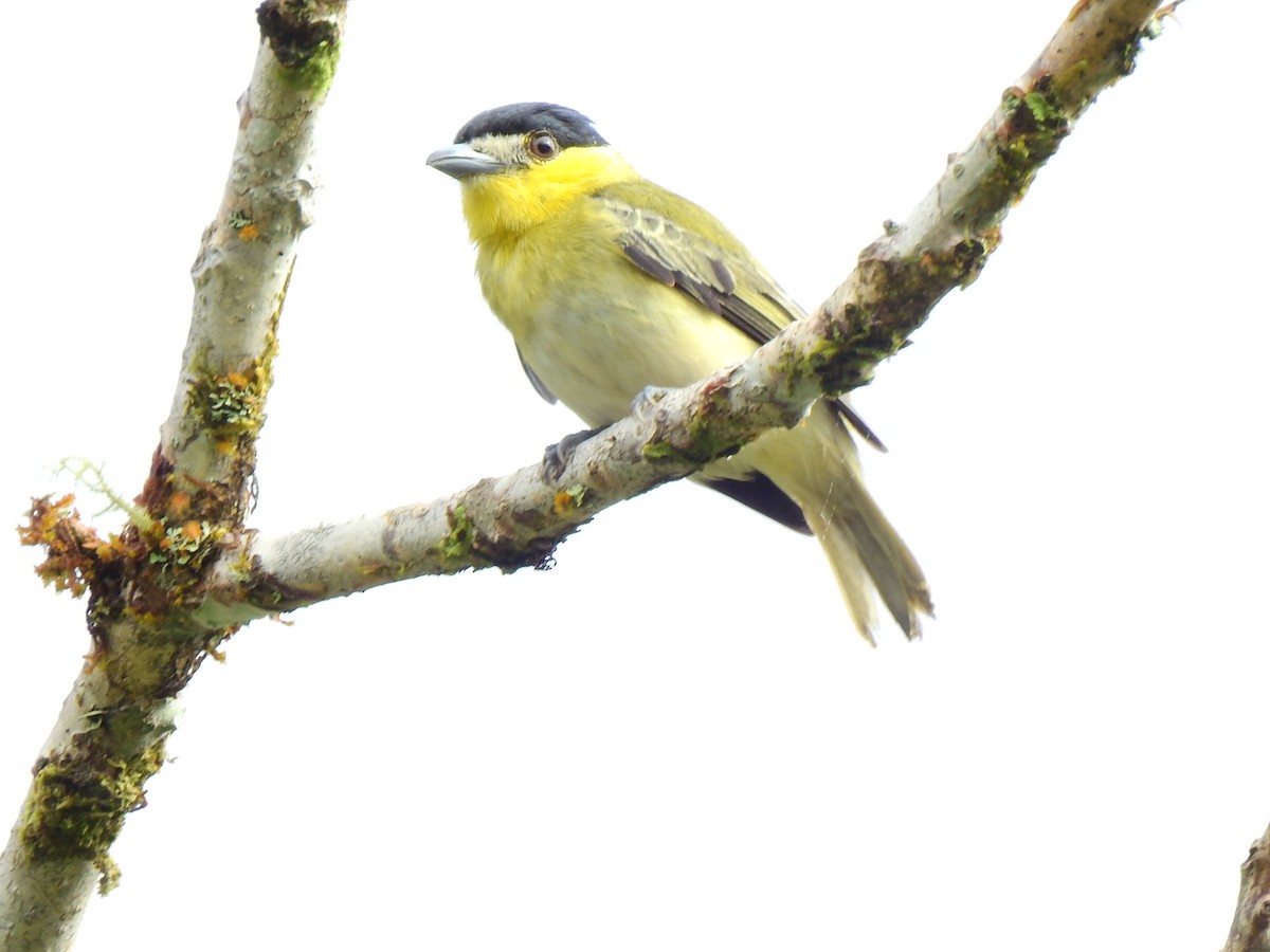 Green-backed Becard - ML638966279