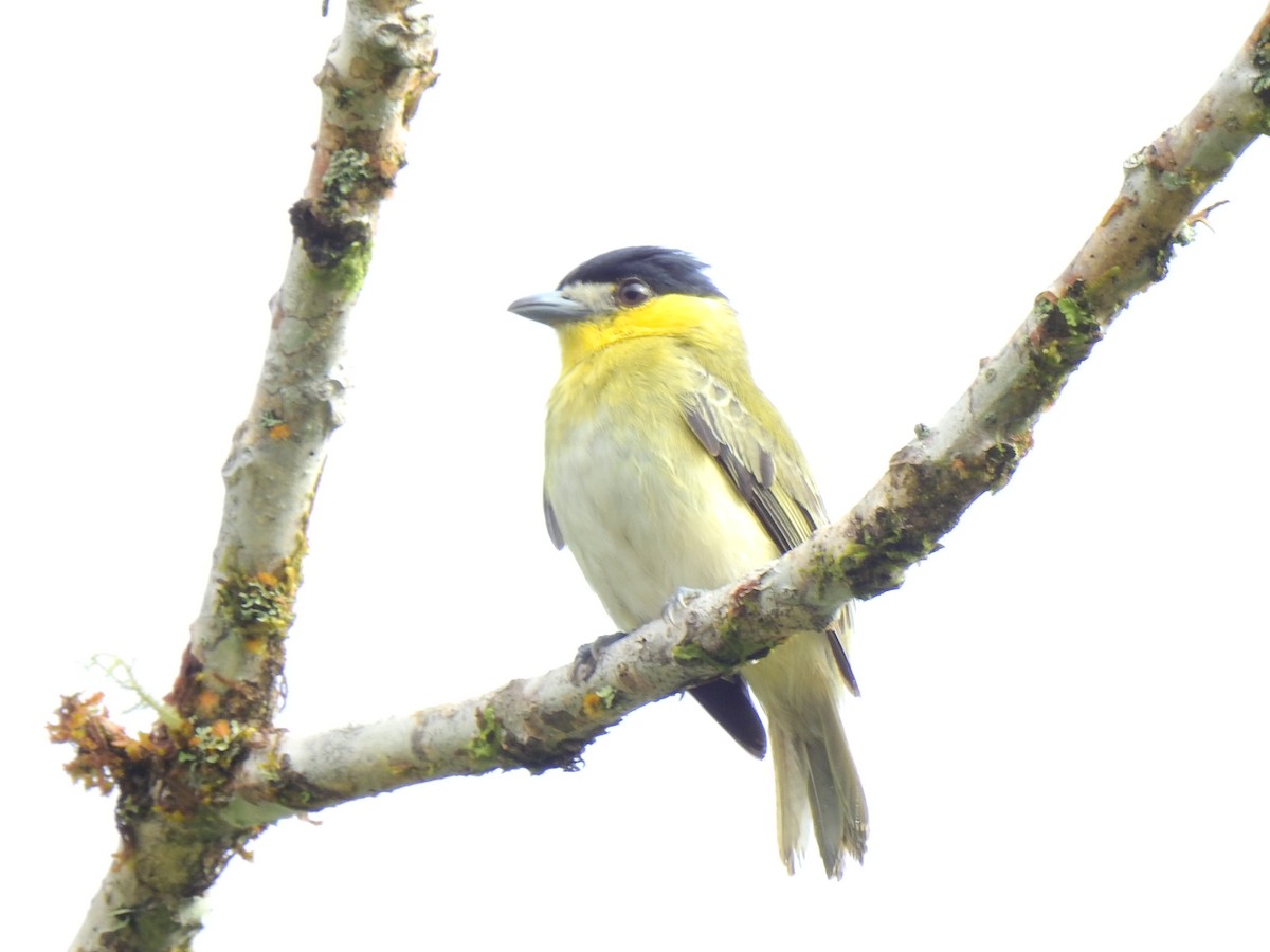 Green-backed Becard - ML638966280