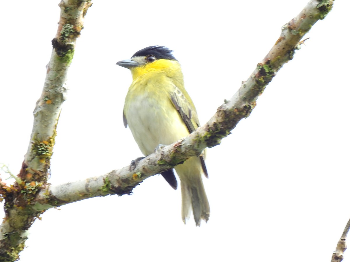 Green-backed Becard - ML638966281