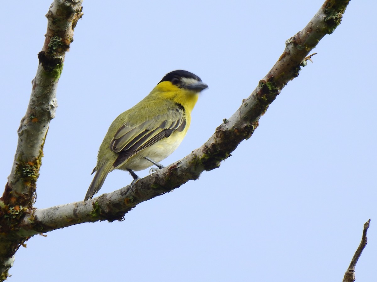 Green-backed Becard - ML638966282