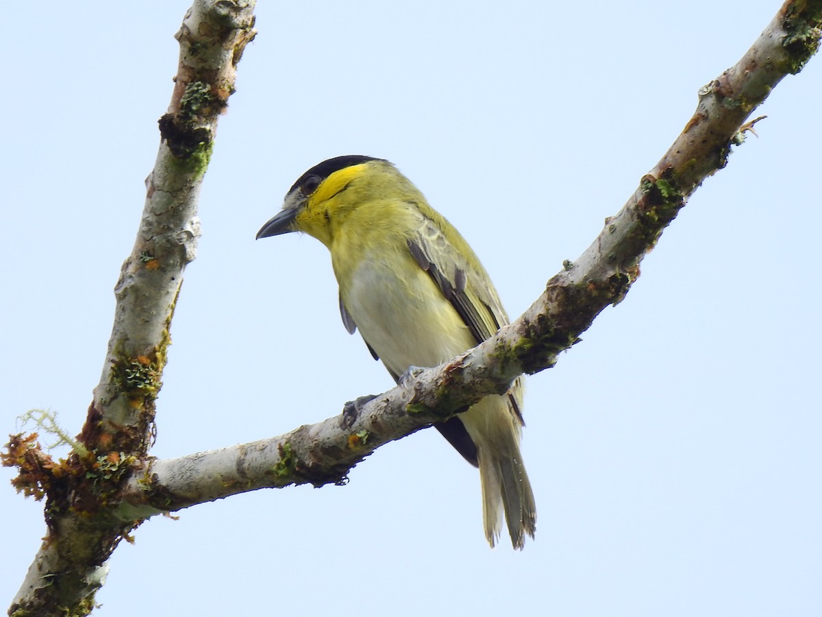 Green-backed Becard - ML638966283