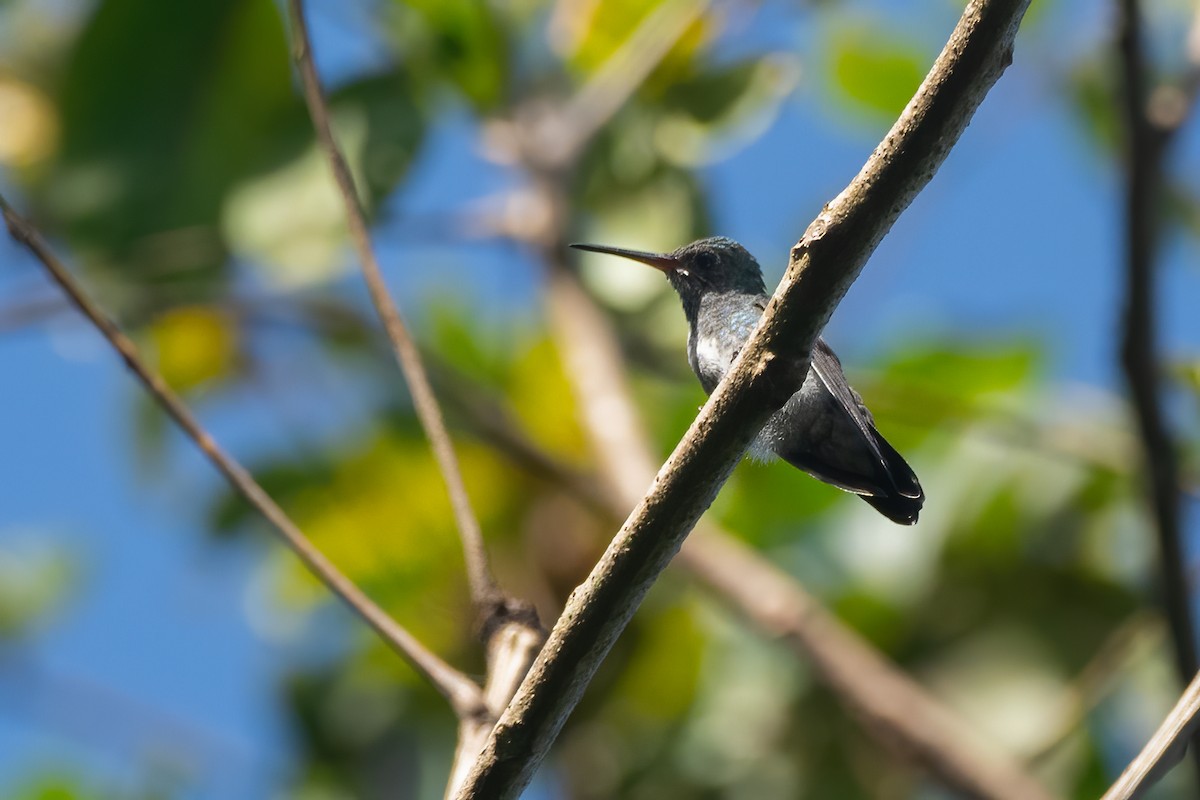 Glittering-throated Emerald - ML638966284
