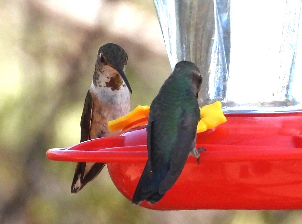 Rufous Hummingbird - ML638966285